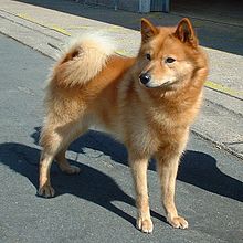 220px-Finnish_Spitz_600