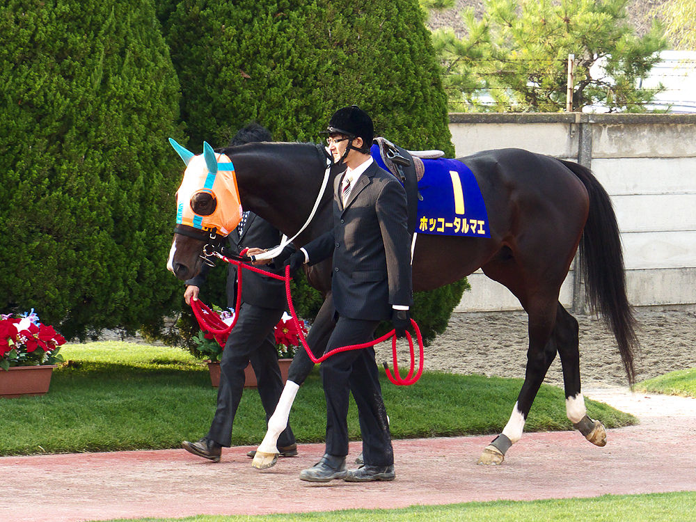 競馬場はいつもそこにある Jbc In 金沢競馬場 その3 つぶやきのはこ 競馬場はいつもそこにある Jbc In 金沢競馬場 その3 つぶやきのはこ