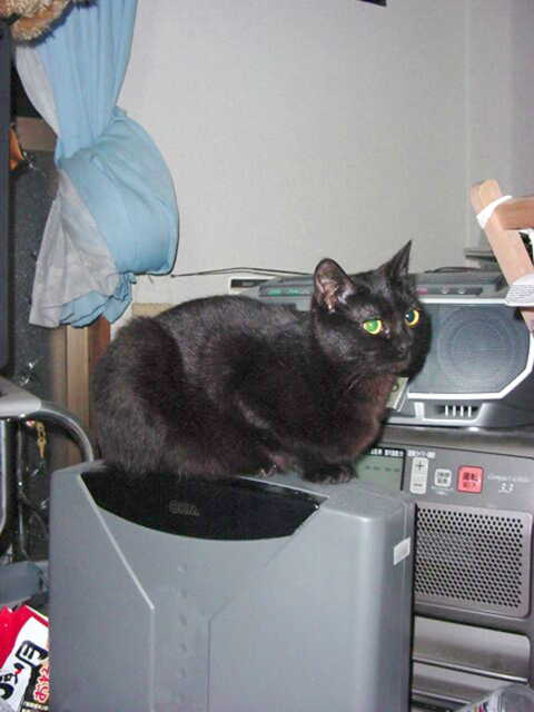 サッチ またさかる 週刊 らっきーとサチのひがな日々