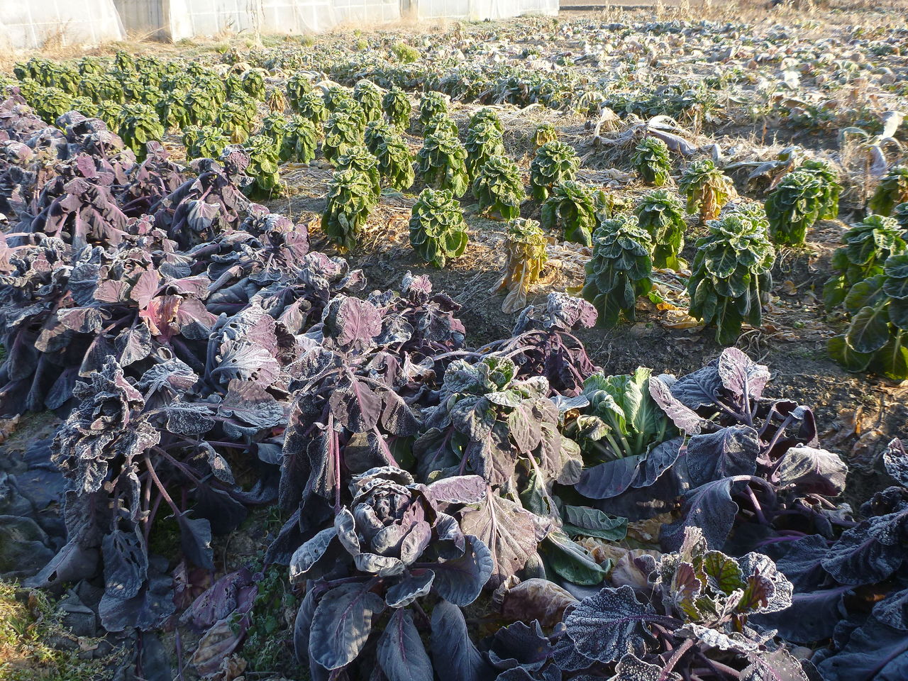 この野菜は何かな おおにし農園のブログ