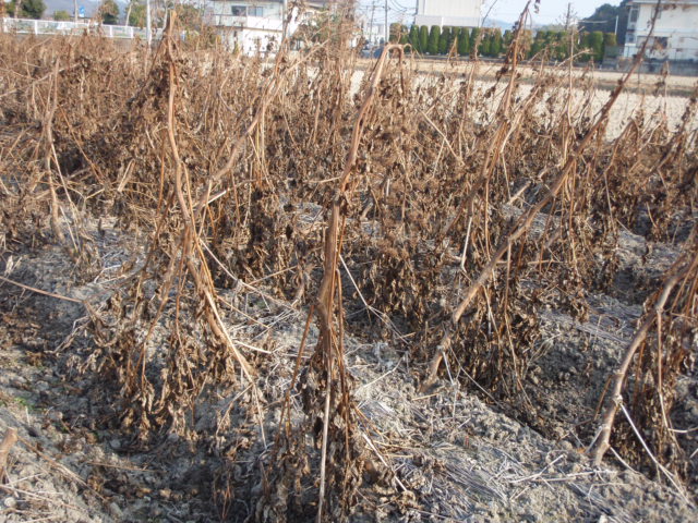 うど作り準備 春の香り目指して おおにし農園のブログ