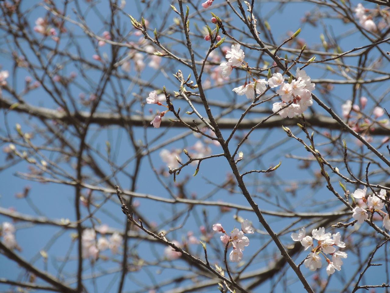 桜山公園の冬桜開花情報 藤岡市鬼石商工会のスタッフブログ