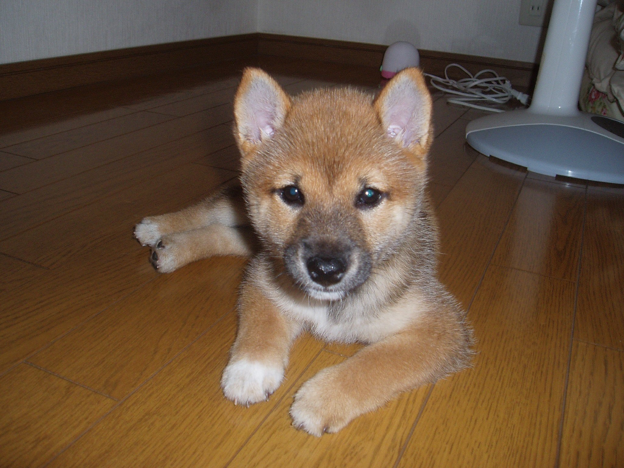 柴犬 鬼速 柴犬 鬼速
