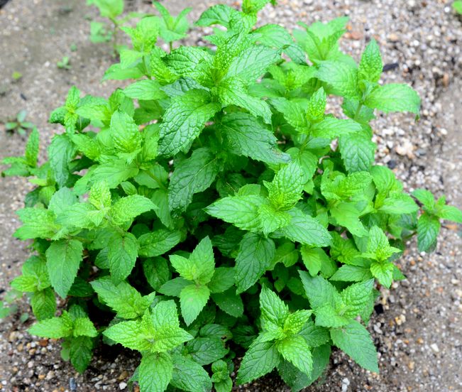 ミントと大葉も水挿しです お庭で野菜作ります ミントと大葉も水挿しです お庭で野菜作ります