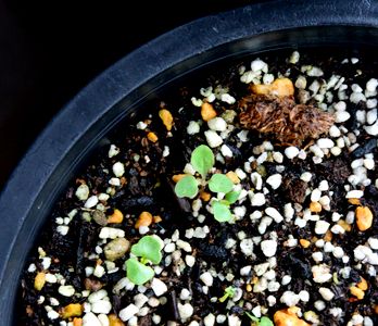 大葉の芽が出ました お庭で野菜作ります