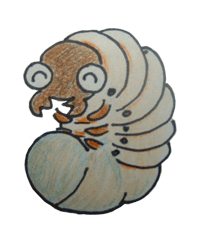 kabutolarv2