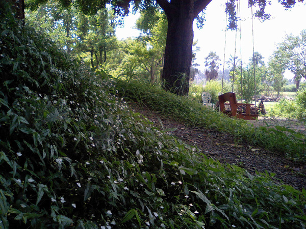ブライダルベールの育て方 自然な庭 アルゼラブ