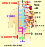 交感神経