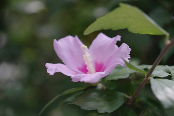 jaca_panagor_pmc_90mm_macro_sony_a7