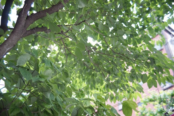 yashica_ml_42-75mm_sony_a7_42mm