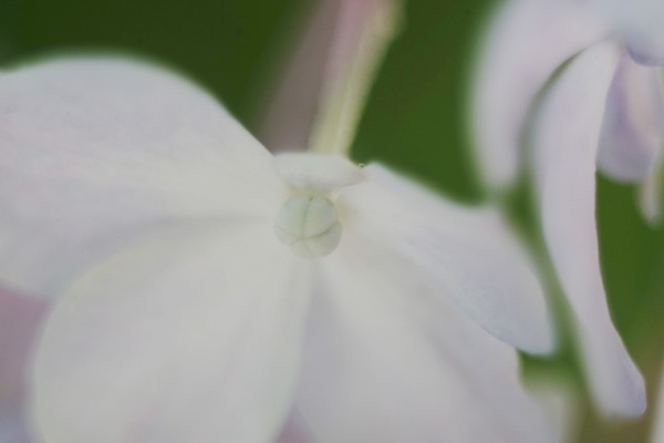 carl_zeiss_jena_tessar_50mm_bellows_m42_sony_a7_a