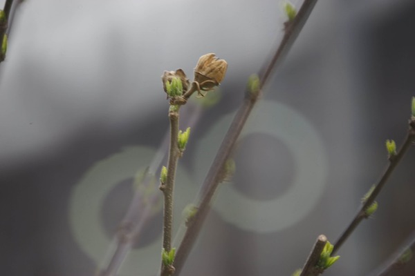 yashica_ml_reflex_500mm_sony_a7_b