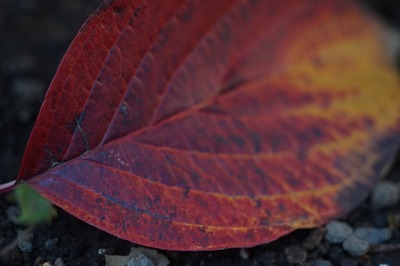 yashica_ml_macro_100mm_sony_a7