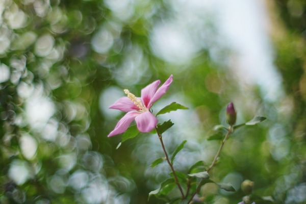 tomioka_auto_chinon_55mm_m42_sony_a7r_ii