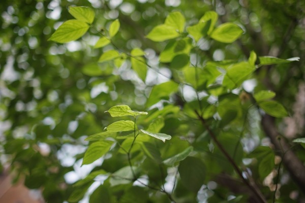 carl_zeiss_distagon_35mm_mmg_sony_a7_b
