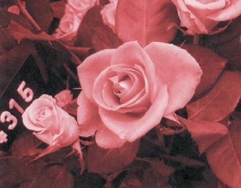 薔薇サンプル005