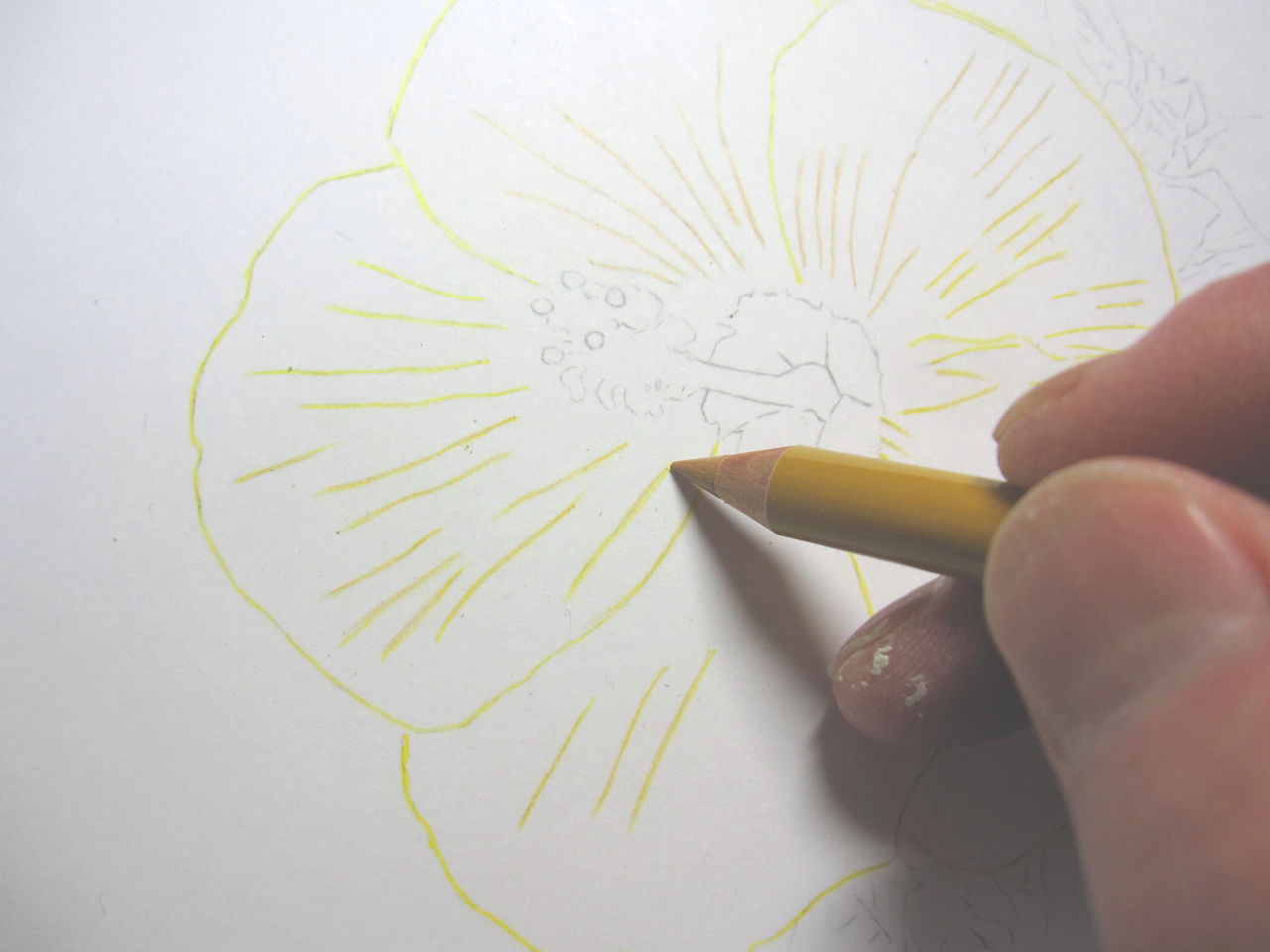 色鉛筆画 初級 ハイビスカスを描く ｓｔｅｐ 2 色を塗る