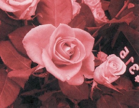 薔薇サンプル006