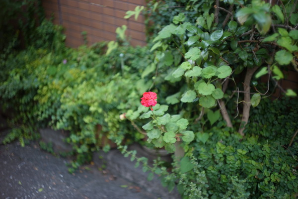DSC09947