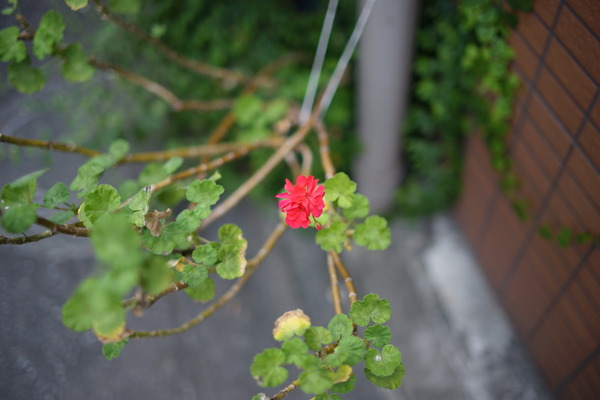 DSC00357