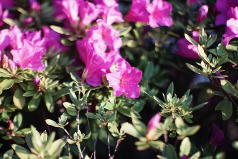DSC03545