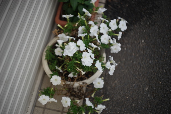 DSC09953