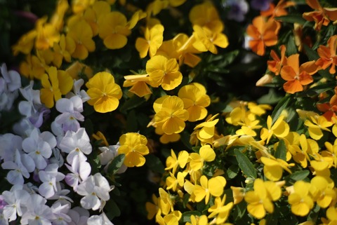 DSC03509
