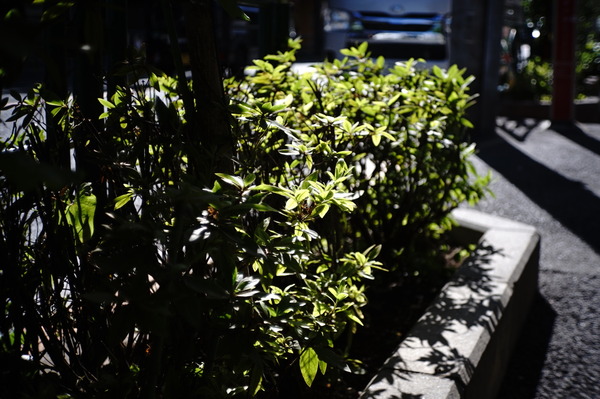 DSC09928