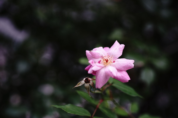 DSC09816