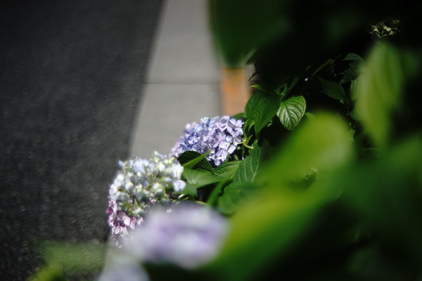 DSC09909