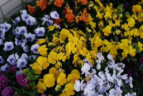 DSC03549