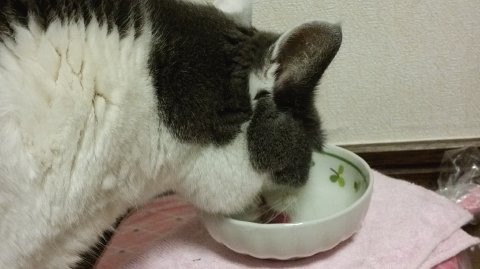 支配人のたららんな日々♪ : 猫 (u003d^・^u003d)