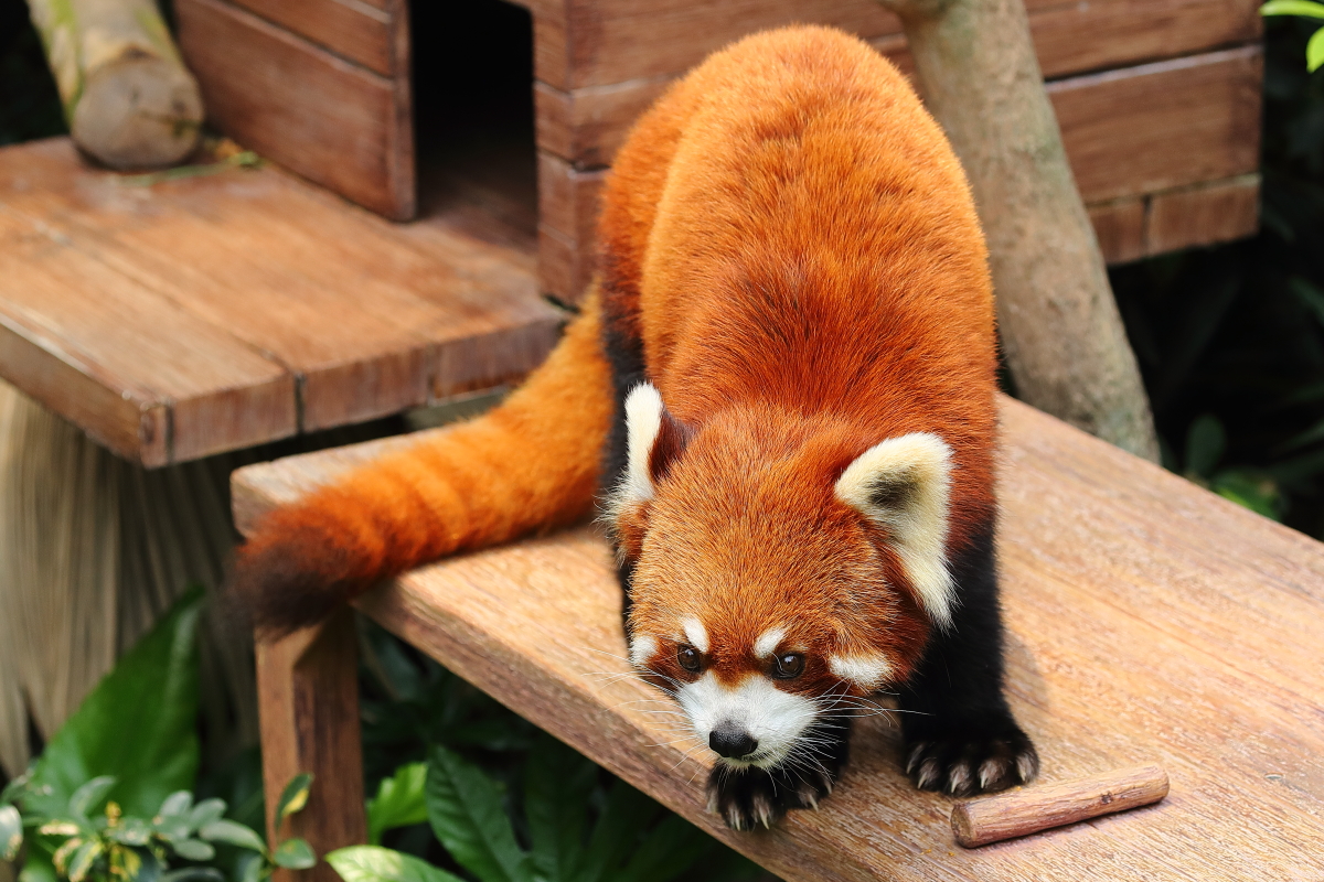 立ち上がるレッサーパンダ 支配人のたららんな日々