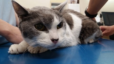 1833 (4)