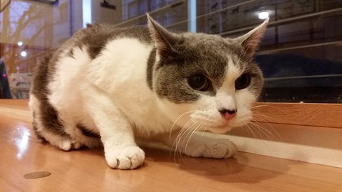 ¤Á¡¼¤Á¤¯¤ê¤ó