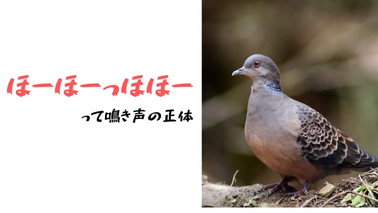 ホッホーって朝鳴いている鳥ｗｗｗｗｗｗｗｗｗｗｗｗｗｗｗｗｗ おんなの子のためのおんj
