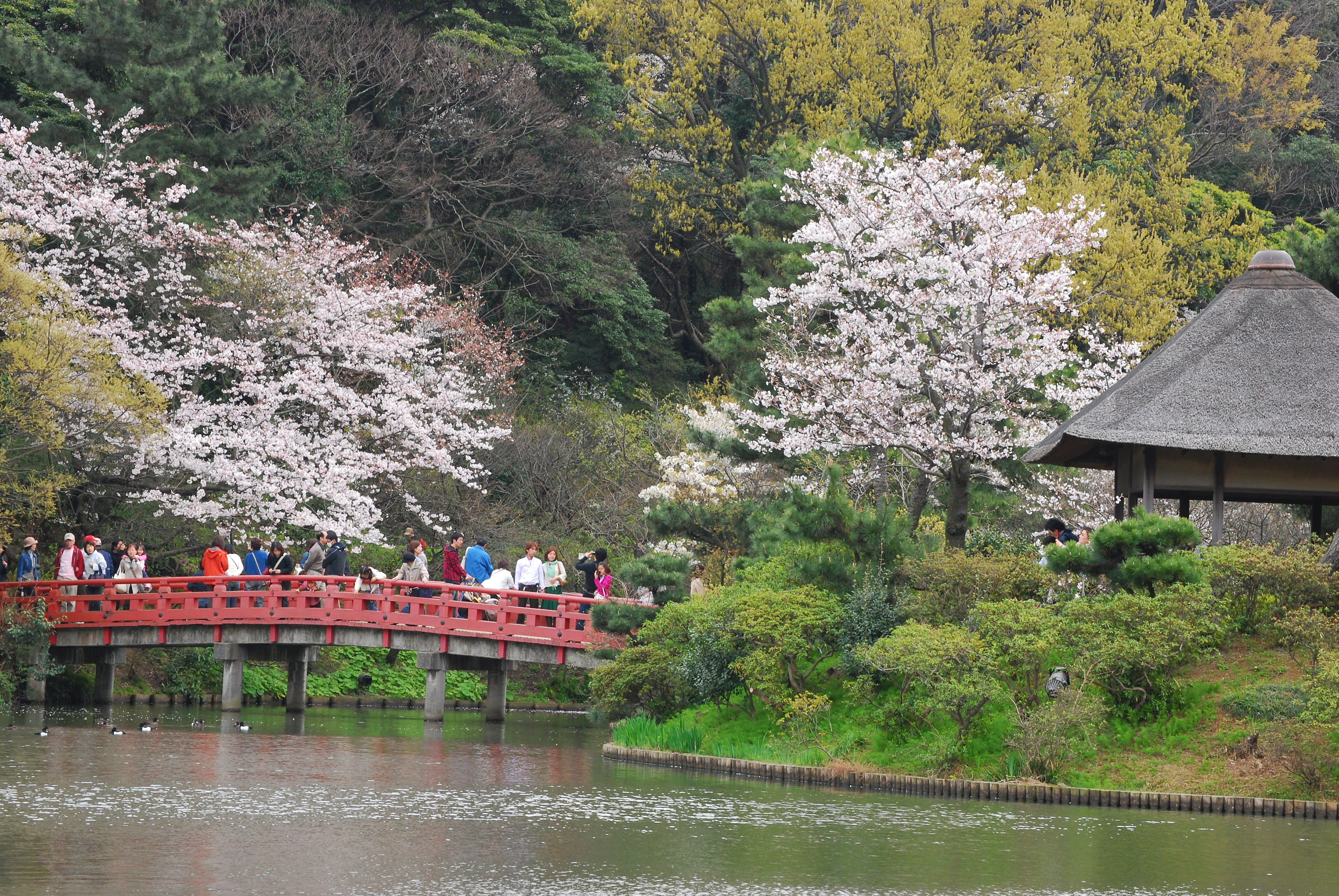 三渓園の桜 曾孫
