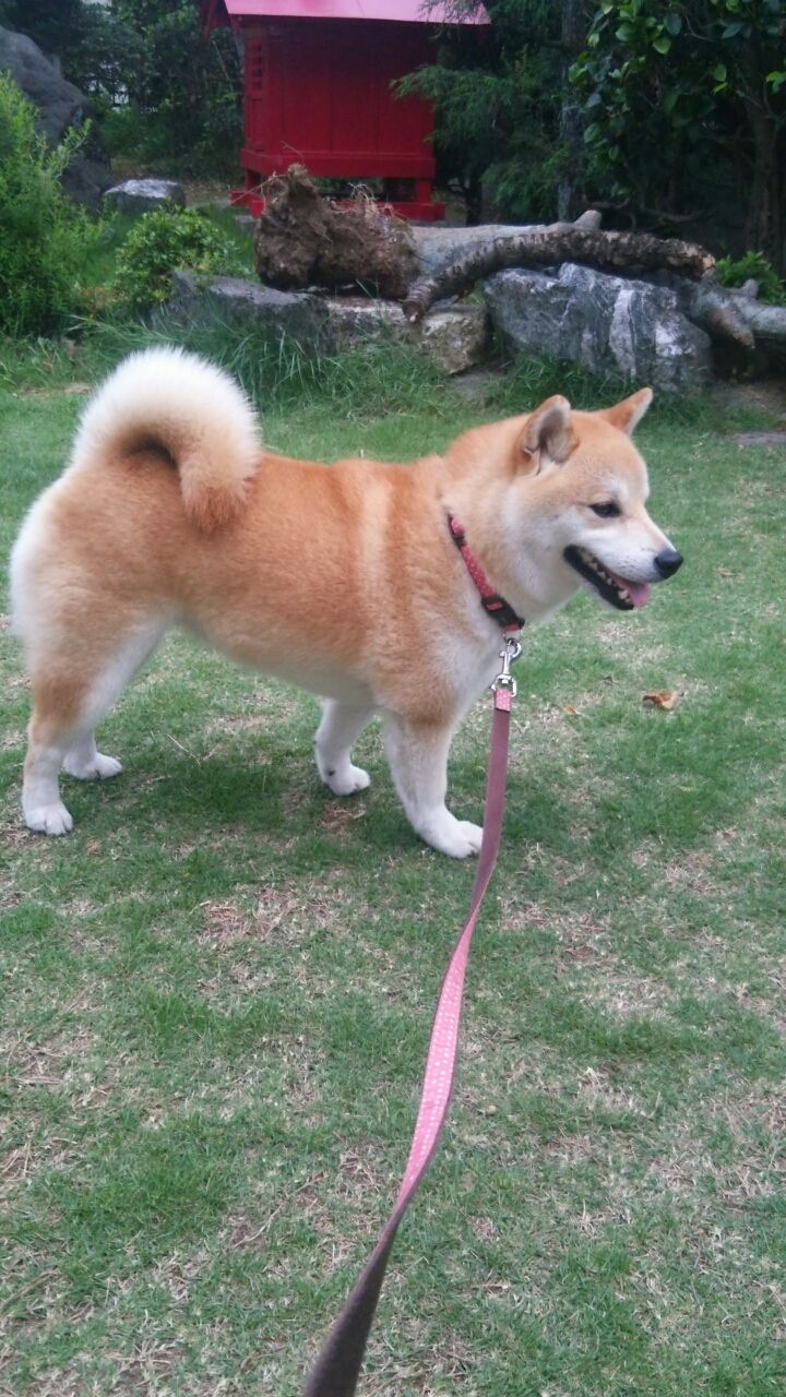おデブの方程式なのかしら 柴犬はな ゆる い毎日 おデブの方程式なのかしら 柴犬はな ゆる い毎日