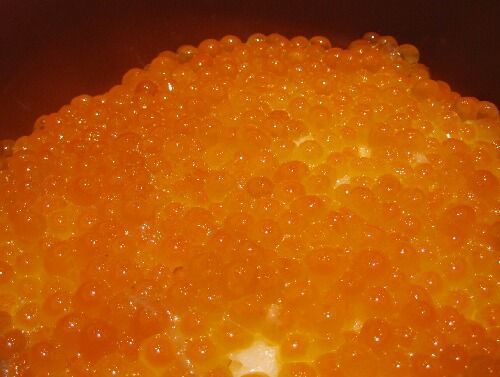 アクアワールド大洗 まぐろ どんどん Youのblog