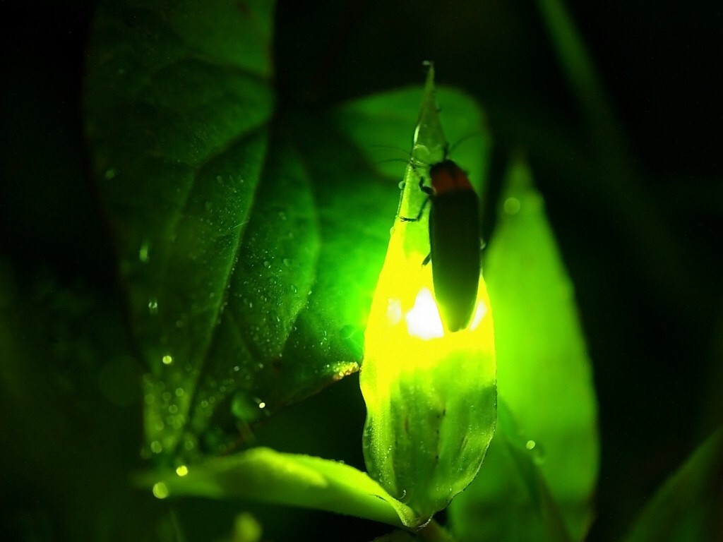 Jongeres 2020年の最高 蛍 壁紙