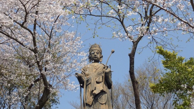 浜名湖の舘山寺桜が満開 そしてライトアップ夜桜を楽しめる浜松市のフラワーパークで感動体験 我ら 地域の仕掛け人