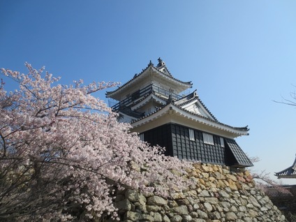 浜松城 桜 開花