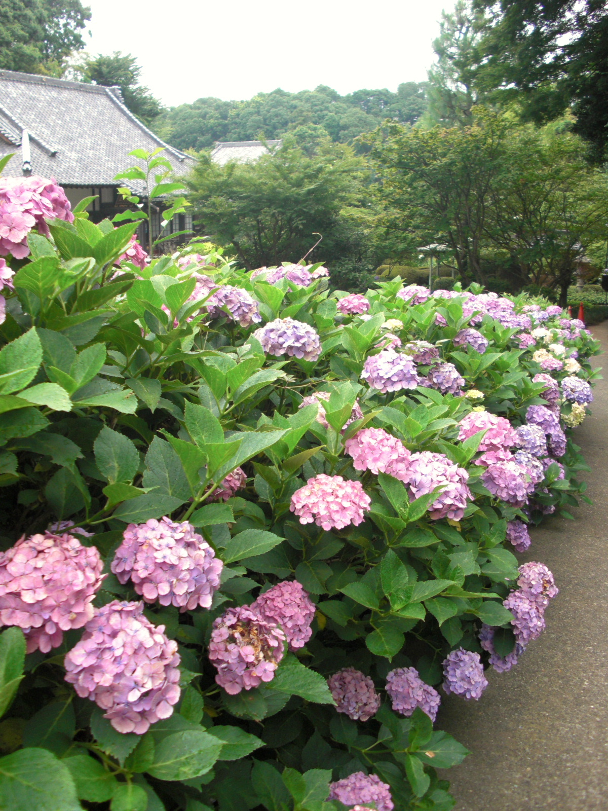 センター南 正覚寺 の紫陽花群 ずっと鶴見に住んでます