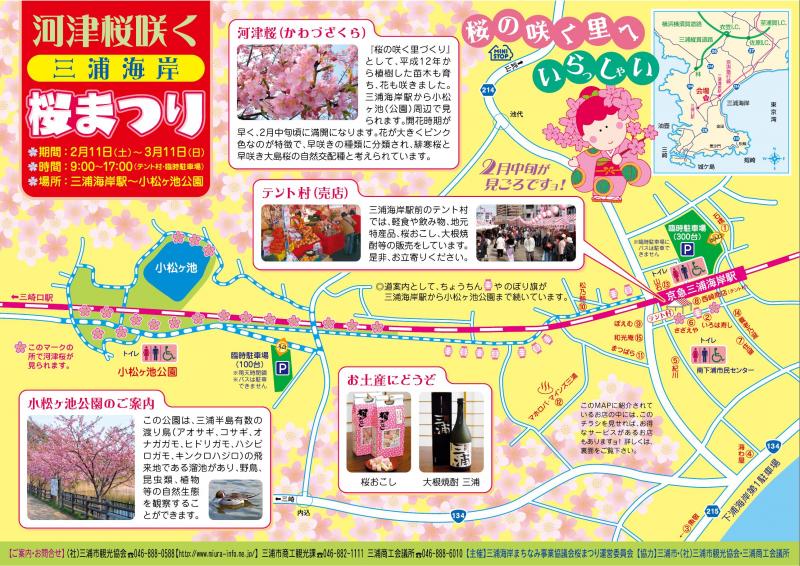 三浦海岸の河津桜が見事でした ずっと鶴見に住んでます 三浦海岸の河津桜が見事でした ずっと鶴見に住んでます