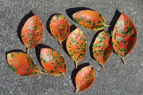 柿の葉　メダカ 楽天市場】5袋セット 柿の葉っぱ 10g×5袋 メダカ用 隠れ家