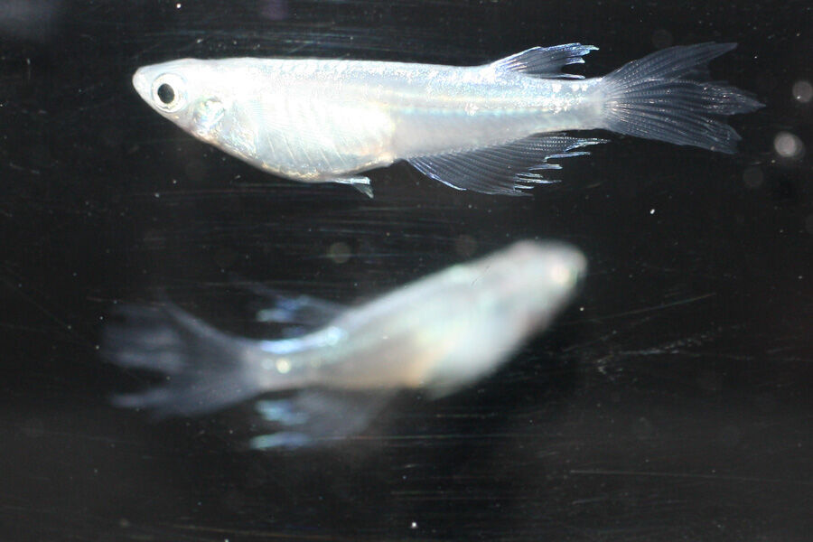 青蝶 温泉めだかのブログ