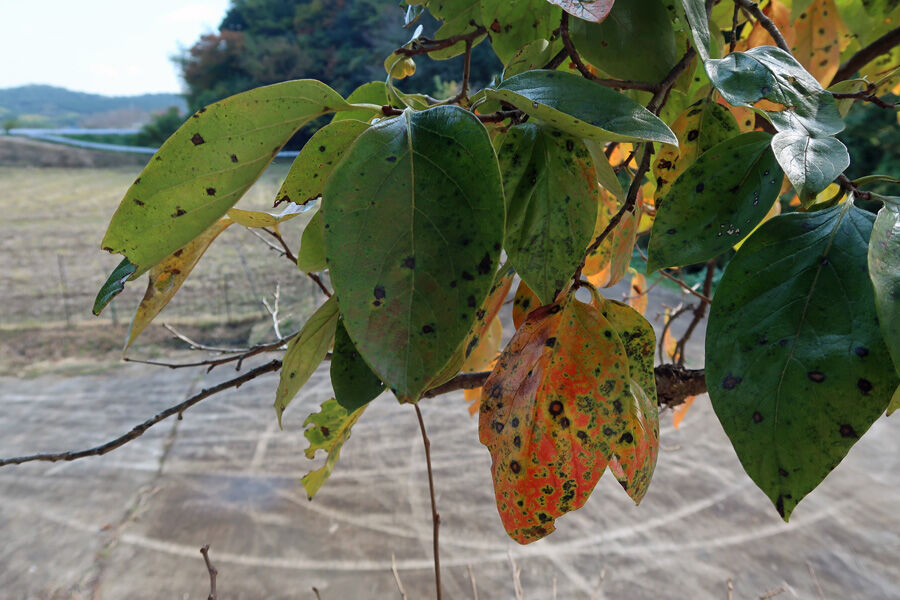 柿の葉寿司の葉は緑色 温泉めだかのブログ