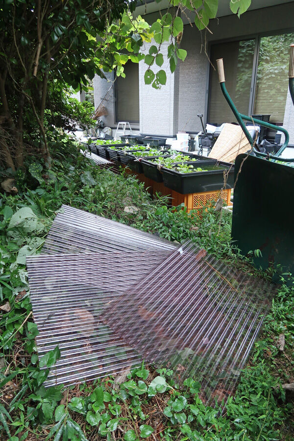 風なの 雨なの 温泉メダカのブログ