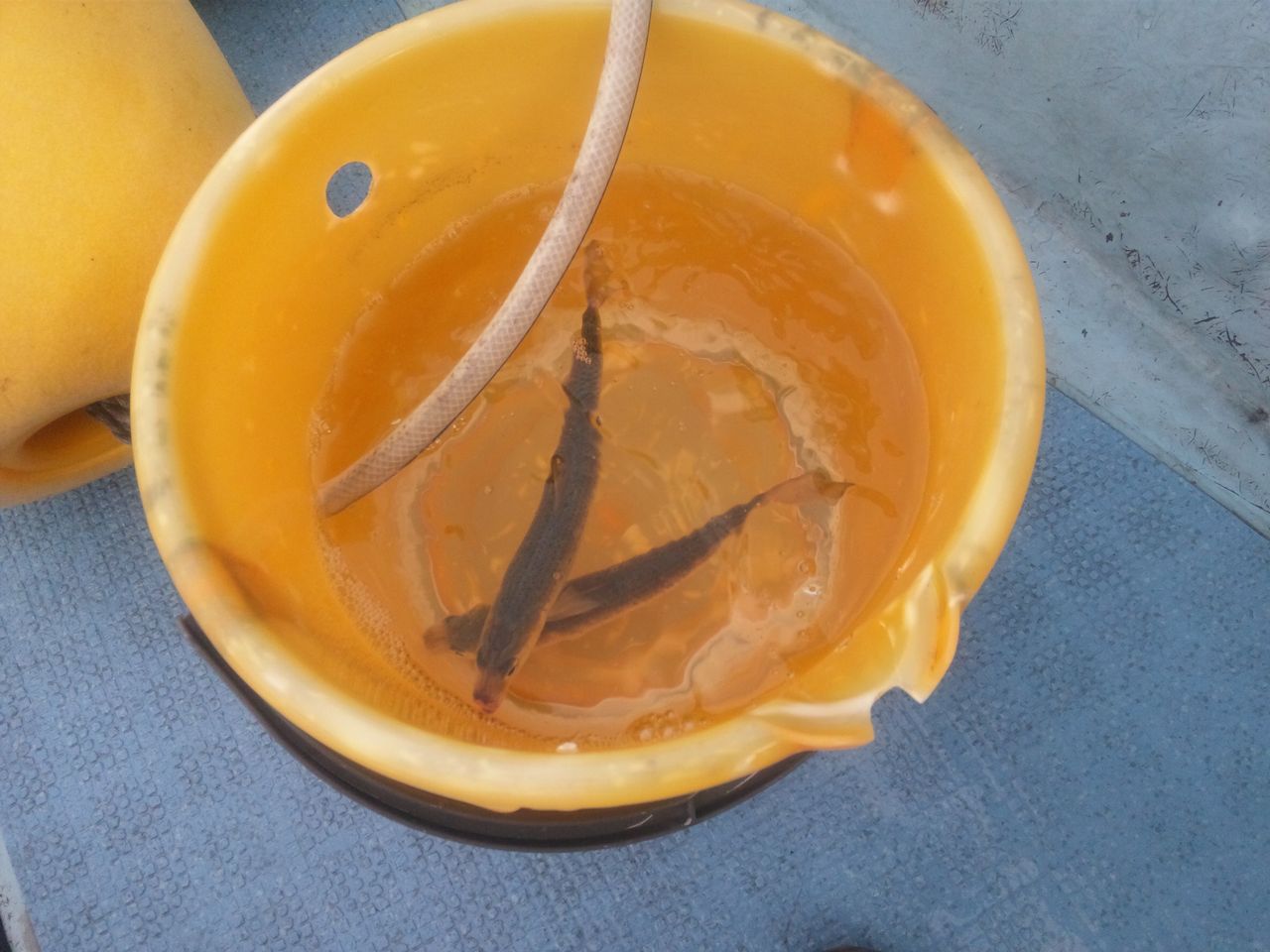 荒ます釣船 ヒラメ 釣果日記 荒ます釣船 ヒラメ 釣果日記