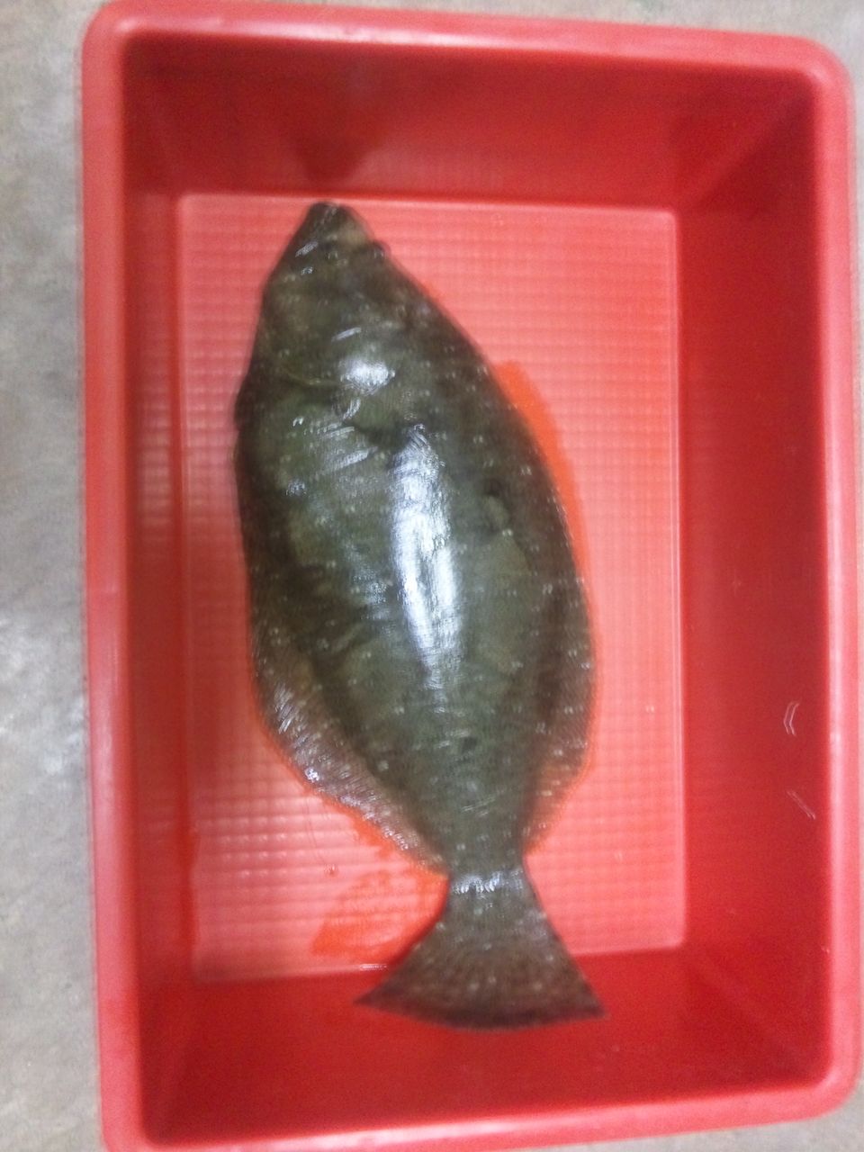 荒ます釣船 ヒラメ 釣果日記 荒ます釣船 ヒラメ 釣果日記